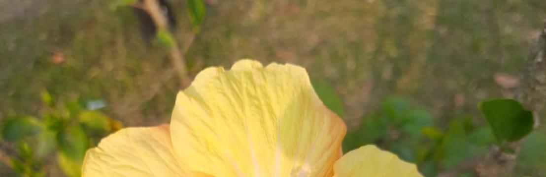 Winnie Prottasha Roy