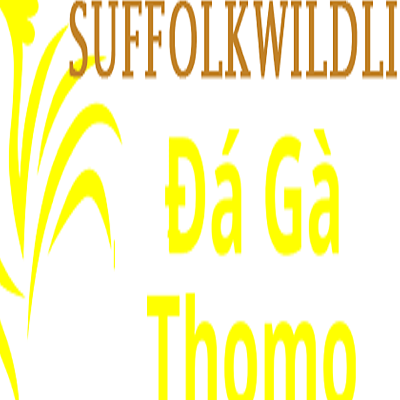Đá Gà Trực Tiếp Thomo