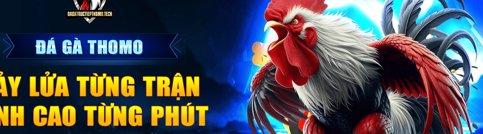 Đá Gà Trực   Tiếp Thomo