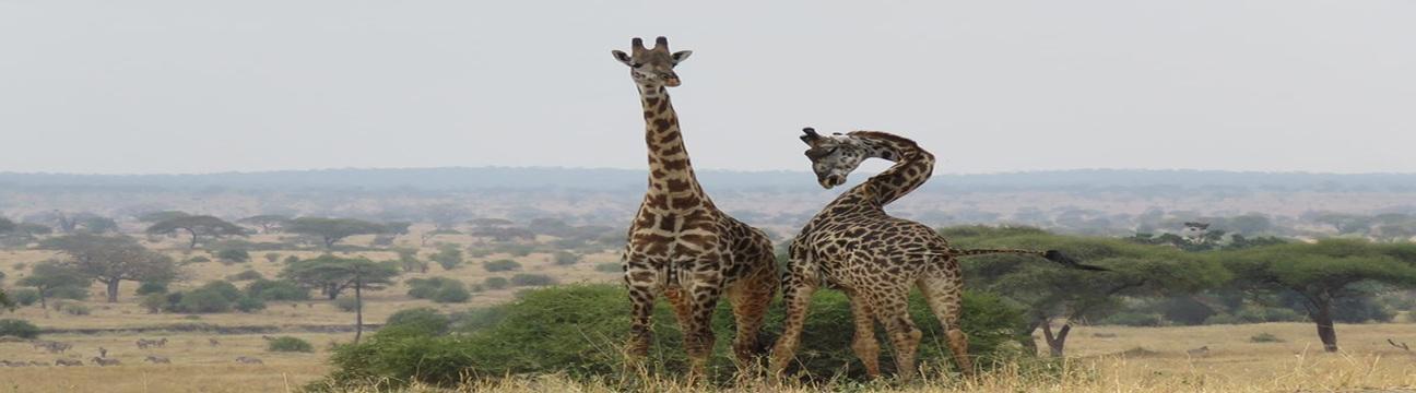 Asante Travel Group