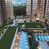 Prestige Evergreen