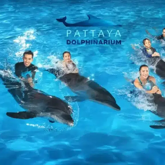 Dolphin Show Pattaya
